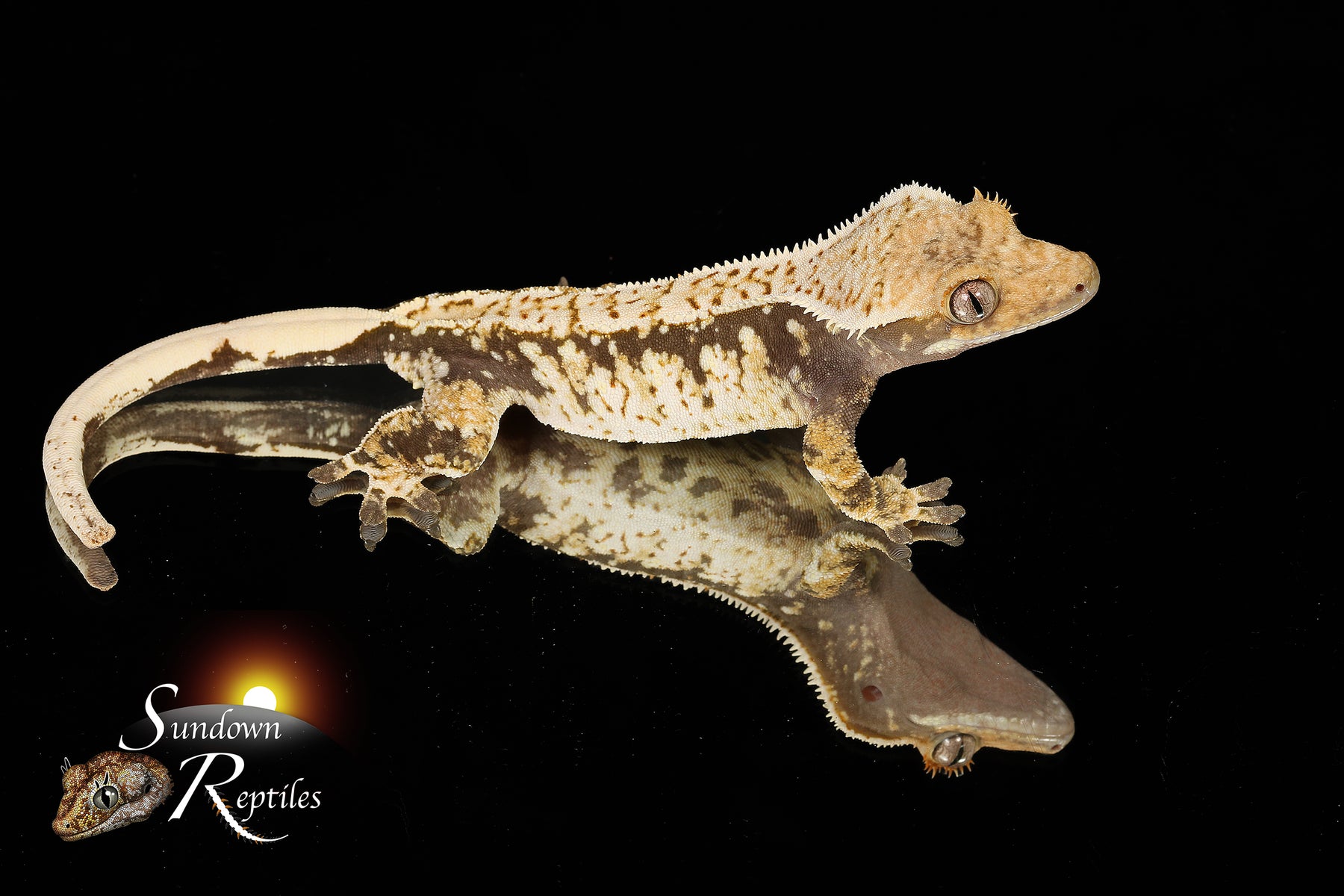 Crested Gecko- Unsexed Tricolor (Julix x Gravy) CC2025-30 - Sundown Reptiles