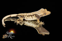 Crested Gecko- Unsexed Tricolor (Julix x Gravy) CC2025-30 - Sundown Reptiles