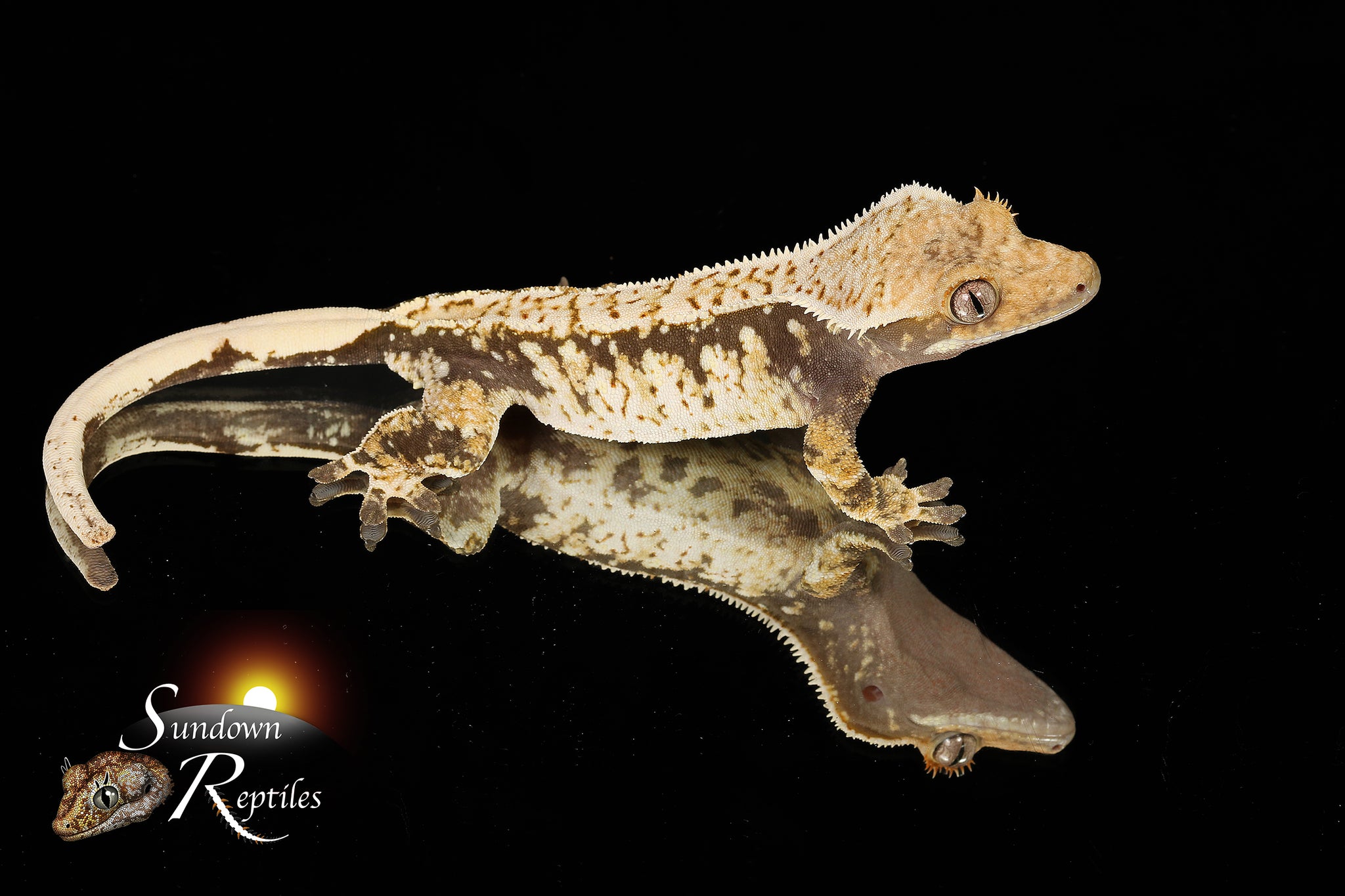 Crested Gecko- Tricolor Subadult female -  (Julix x Gravy) CC15
