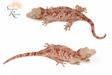 Red Splatter Possible male Gargoyle Gecko (Mars x Tulip Offspring)