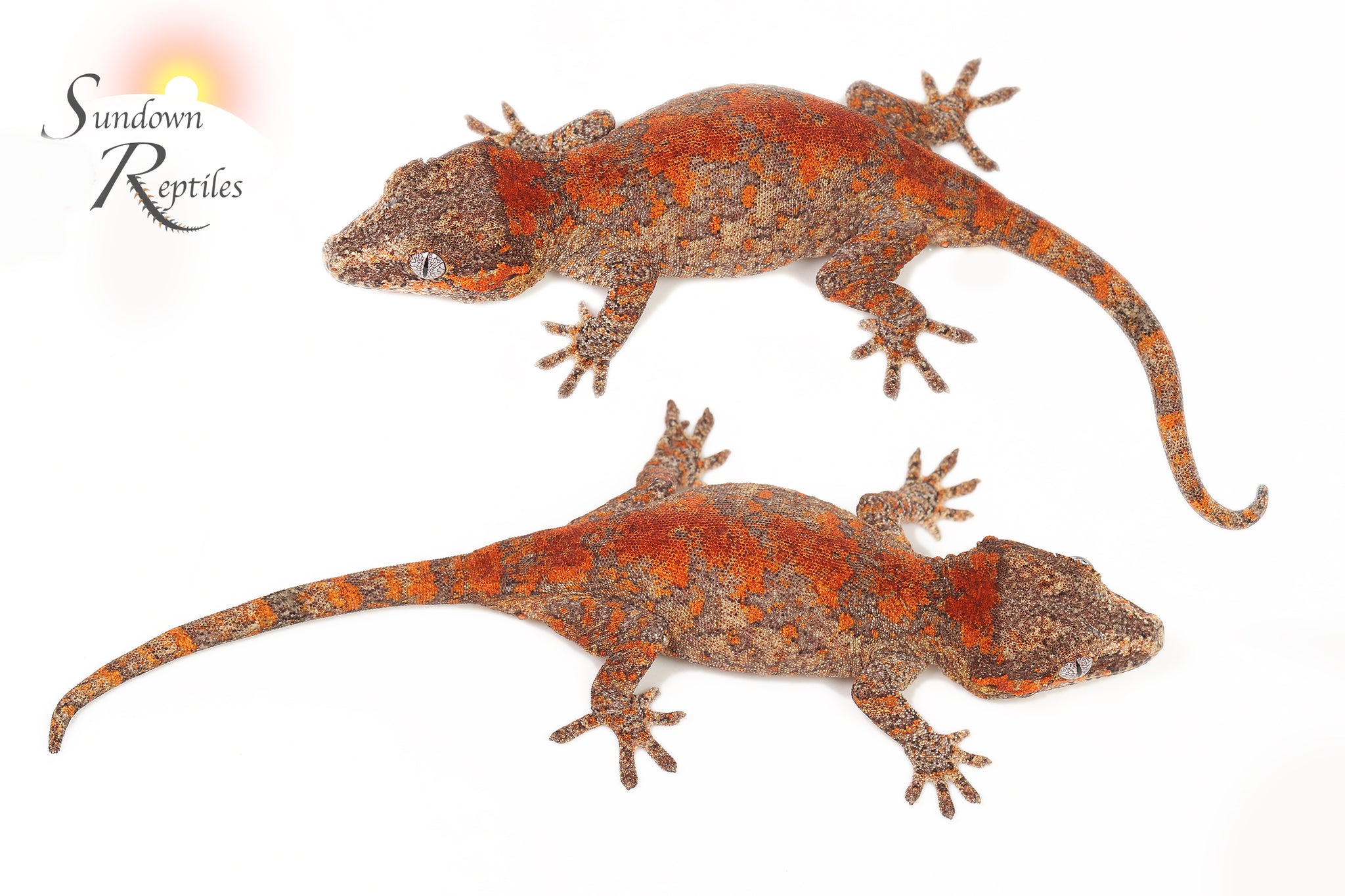 Male Bloody Mary Line!  Gargoyle Gecko (Rhacodactylus auriculatus)