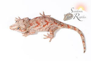 Unsexed Red Super Blotch - Mamba x O-Spot