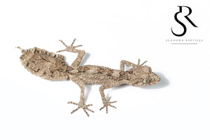 Unsexed Rough-Throated Leaf-Tailed Gecko (Saltuarius salebrosus)