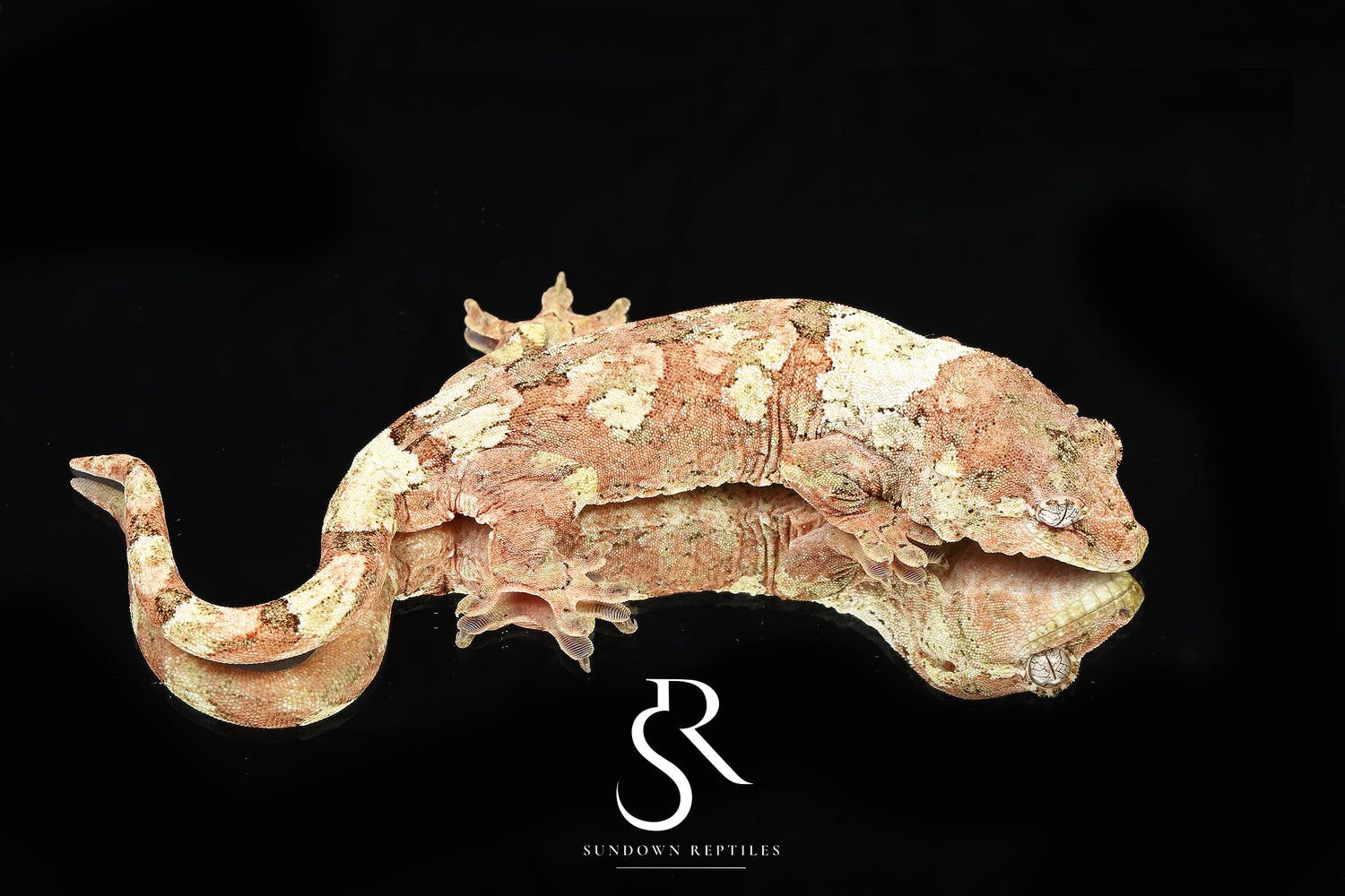 Arctica - Sundown Reptiles
