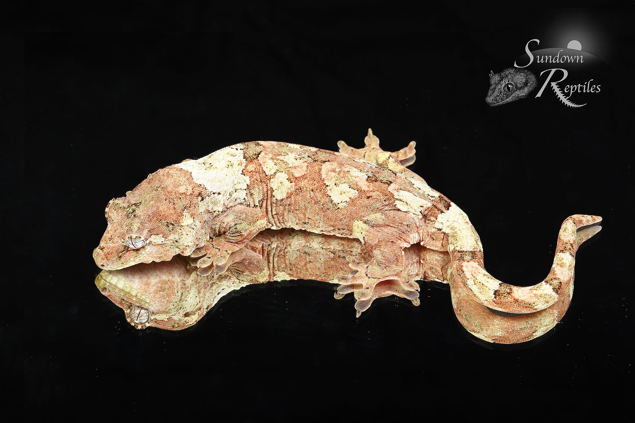 Female PI M. chahoua - (Arctica x Lolo)