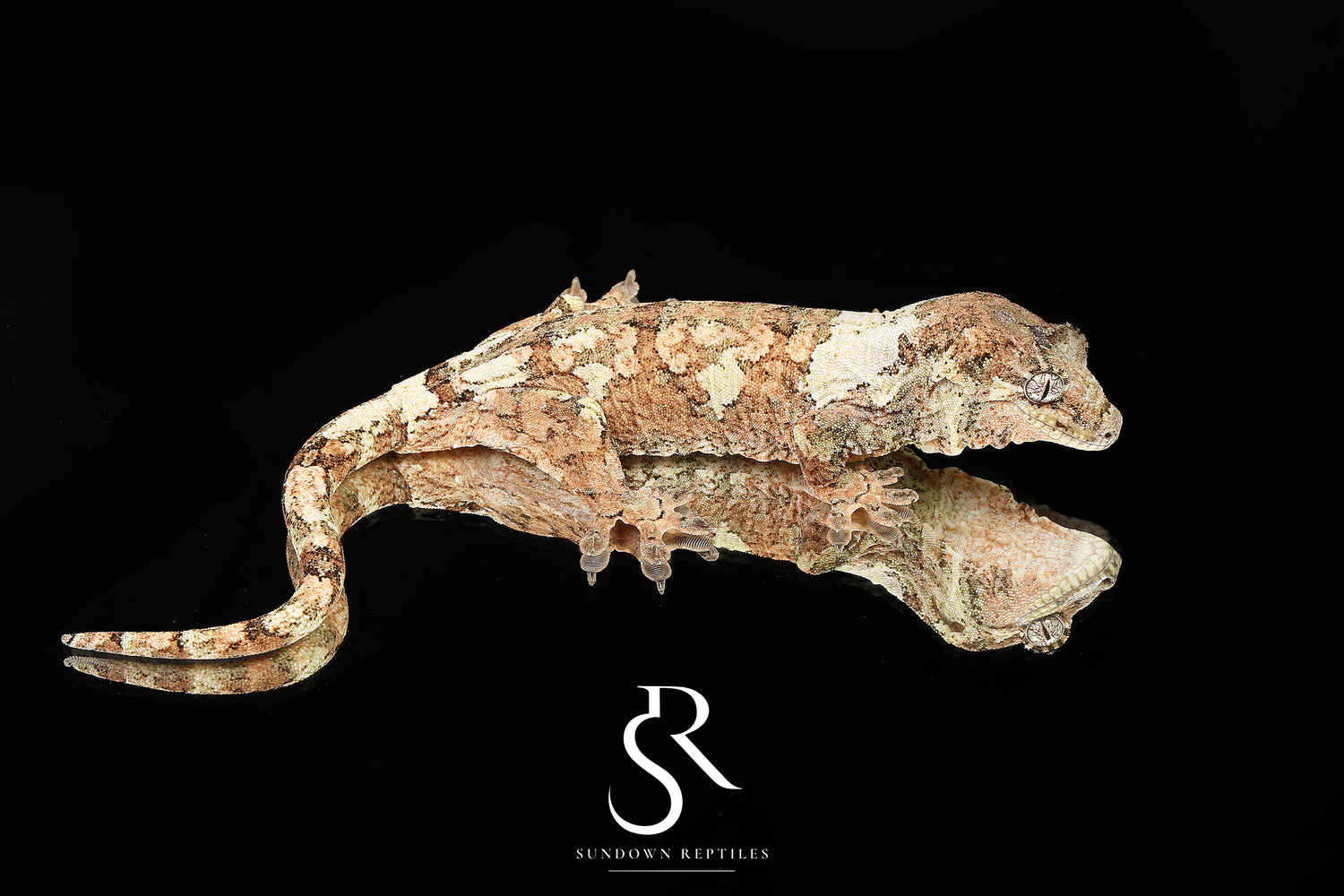 Prism - Sundown Reptiles