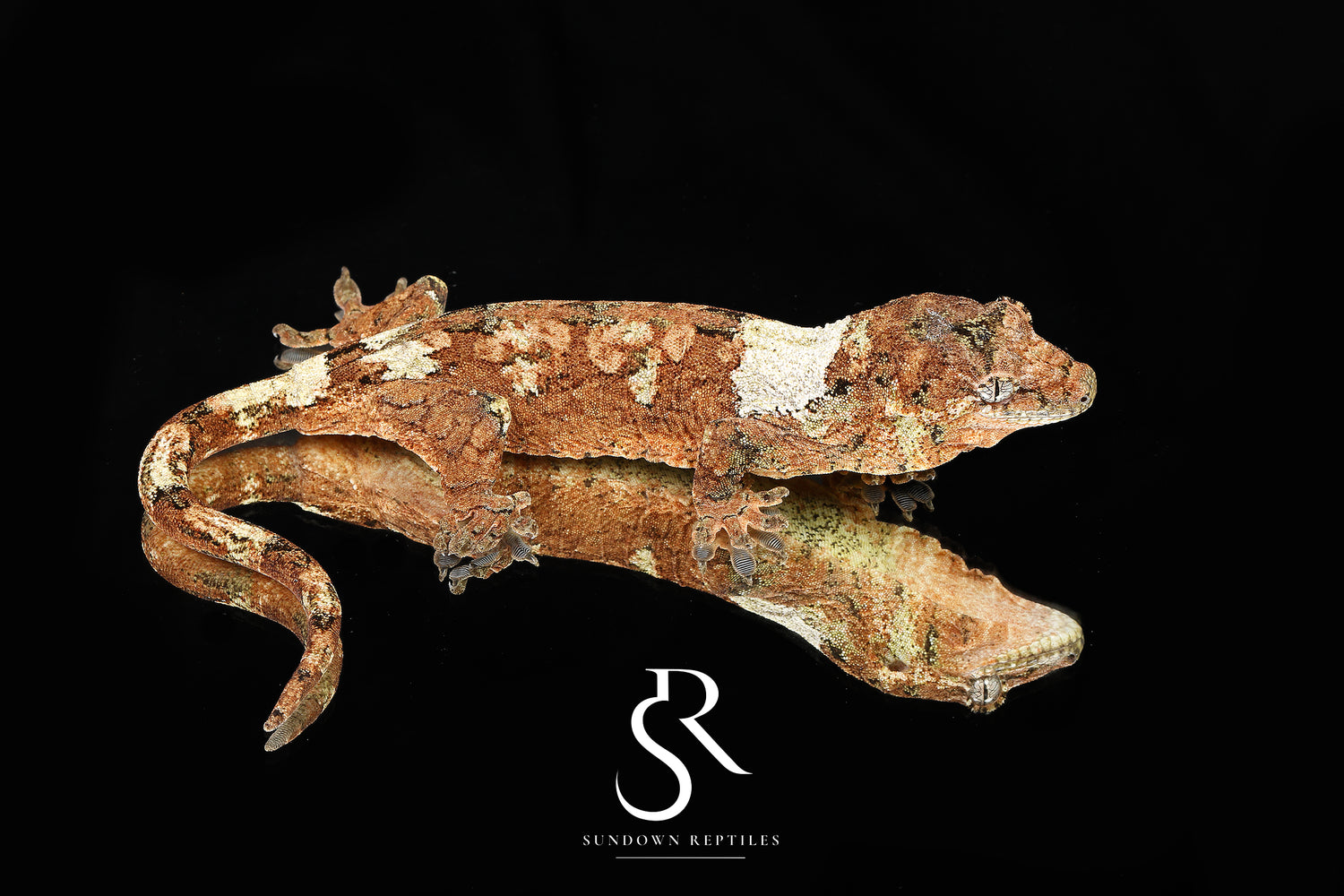 Azalea - Sundown Reptiles