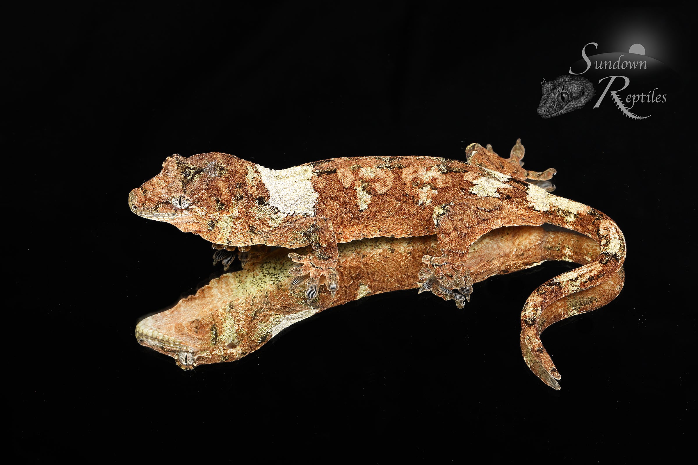 Pine Island chahoua - Male Banded High White (Azalea x Everest) MC2025-134 - Sundown Reptiles