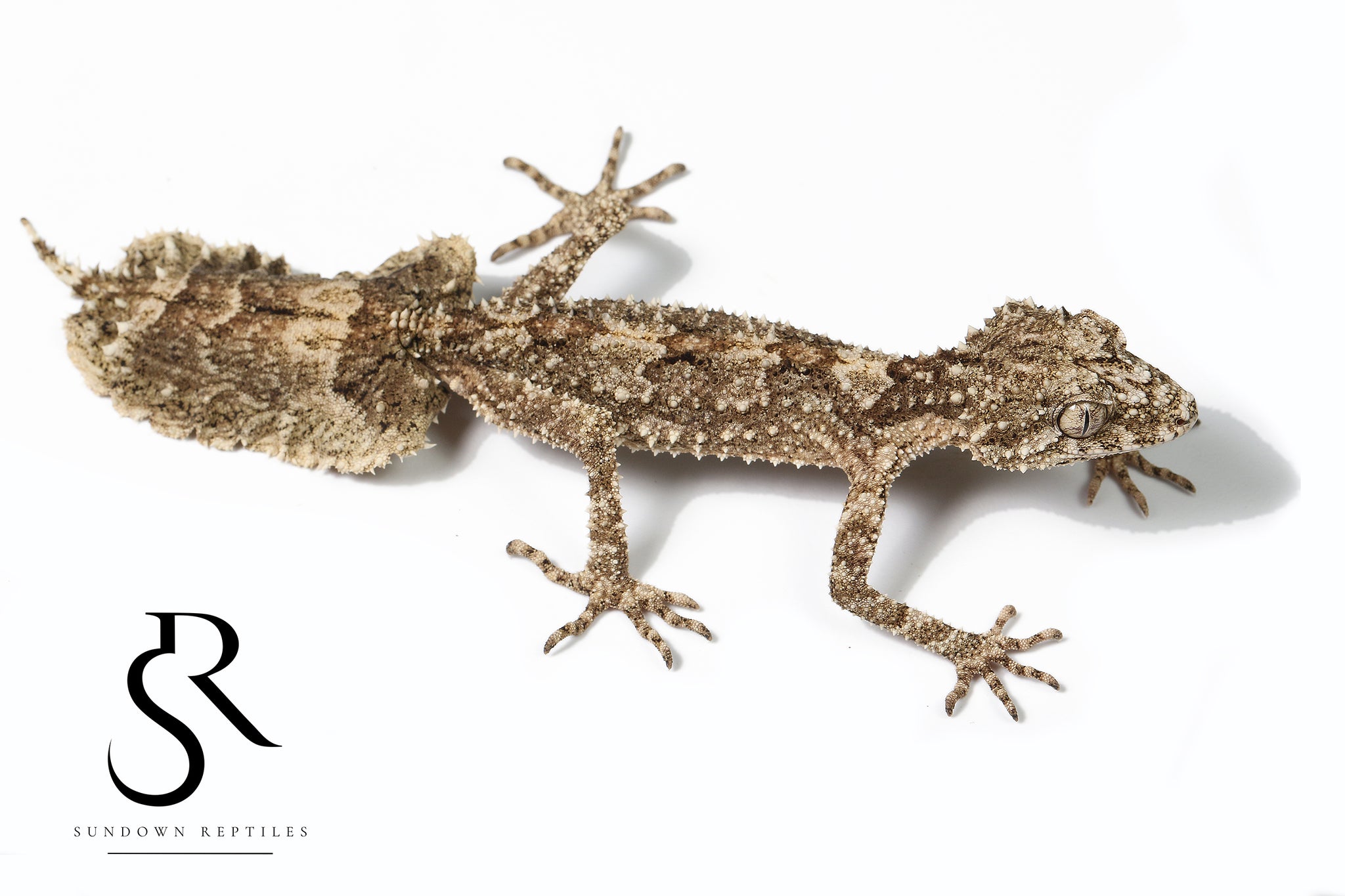 Female Rough-Throated Leaf-Tailed Gecko (Saltuarius salebrosus)