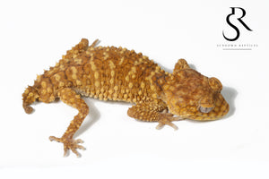 Male Rough Knob-Tailed Gecko (Nephrurus amyae) #1
