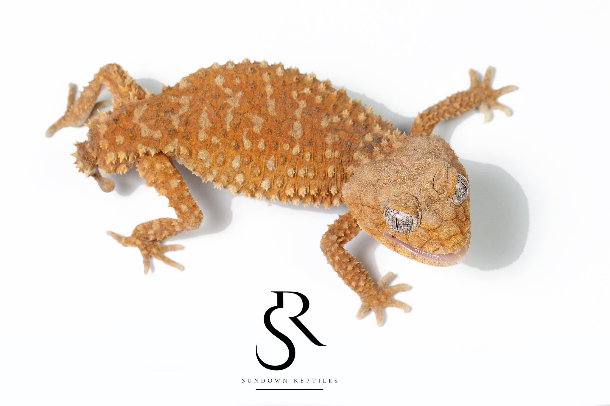 Male Rough Knob-Tailed Gecko (Nephrurus amyae) #2