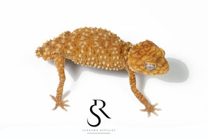 Male Rough Knob-Tailed Gecko (Nephrurus amyae) #3