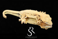 Crested Gecko - Probable Female  (Blood Weasel X Winchester lilly) CC2025-26 - Sundown Reptiles