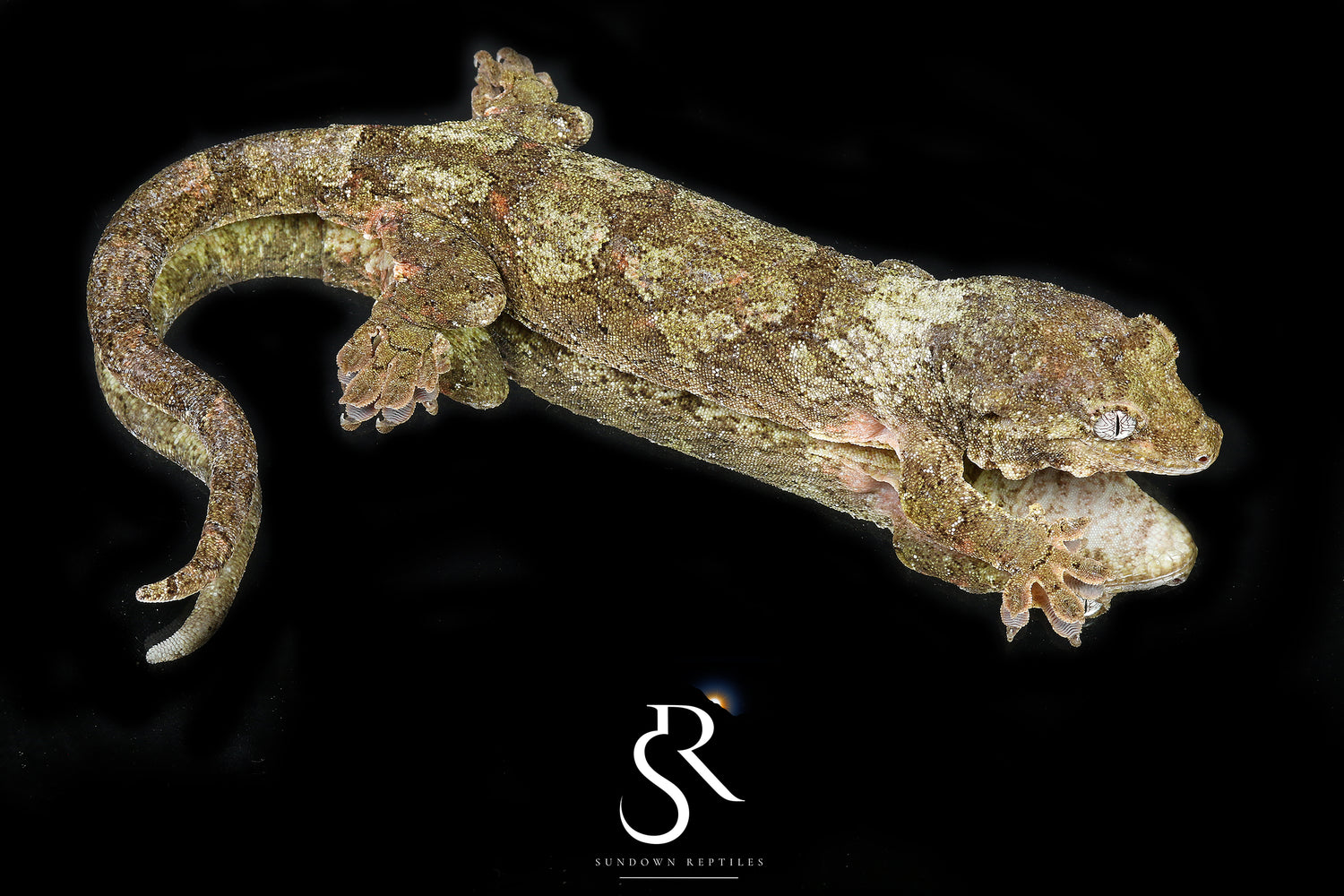 Indo - Sundown Reptiles
