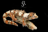 Pine Island Chahoua - Poss female (Aphrodite x Pinnacle) MC2025-131 - Sundown Reptiles