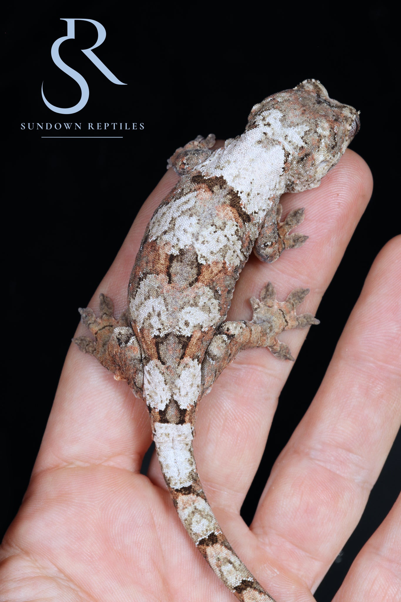 Female PI M. chahoua - (Arctica x Lolo)