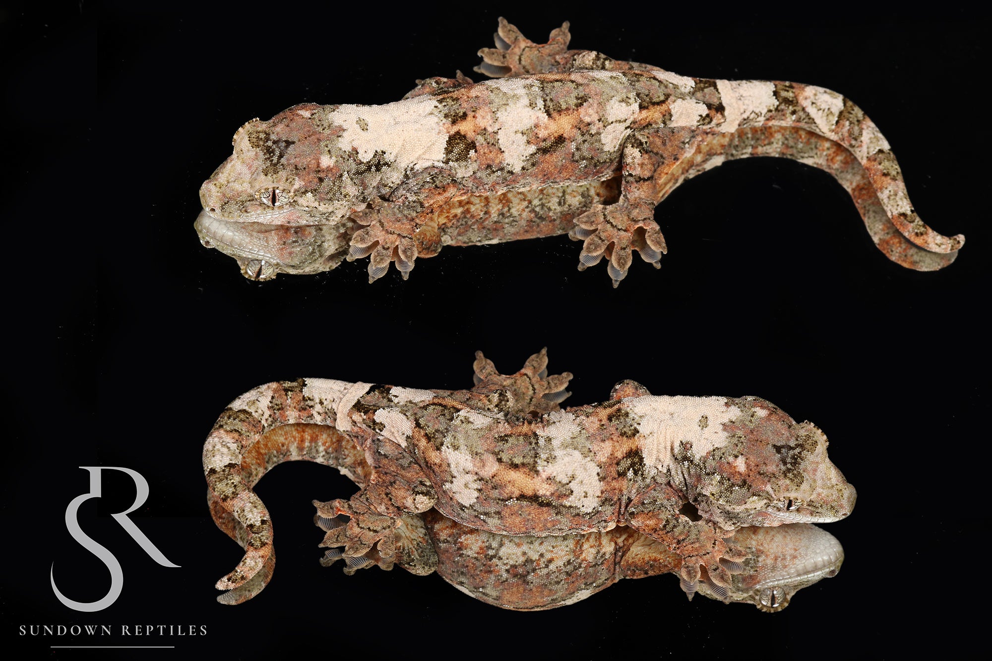 MC21 Female PI M. Chahoua - (Aphrodite x Pinnacle)