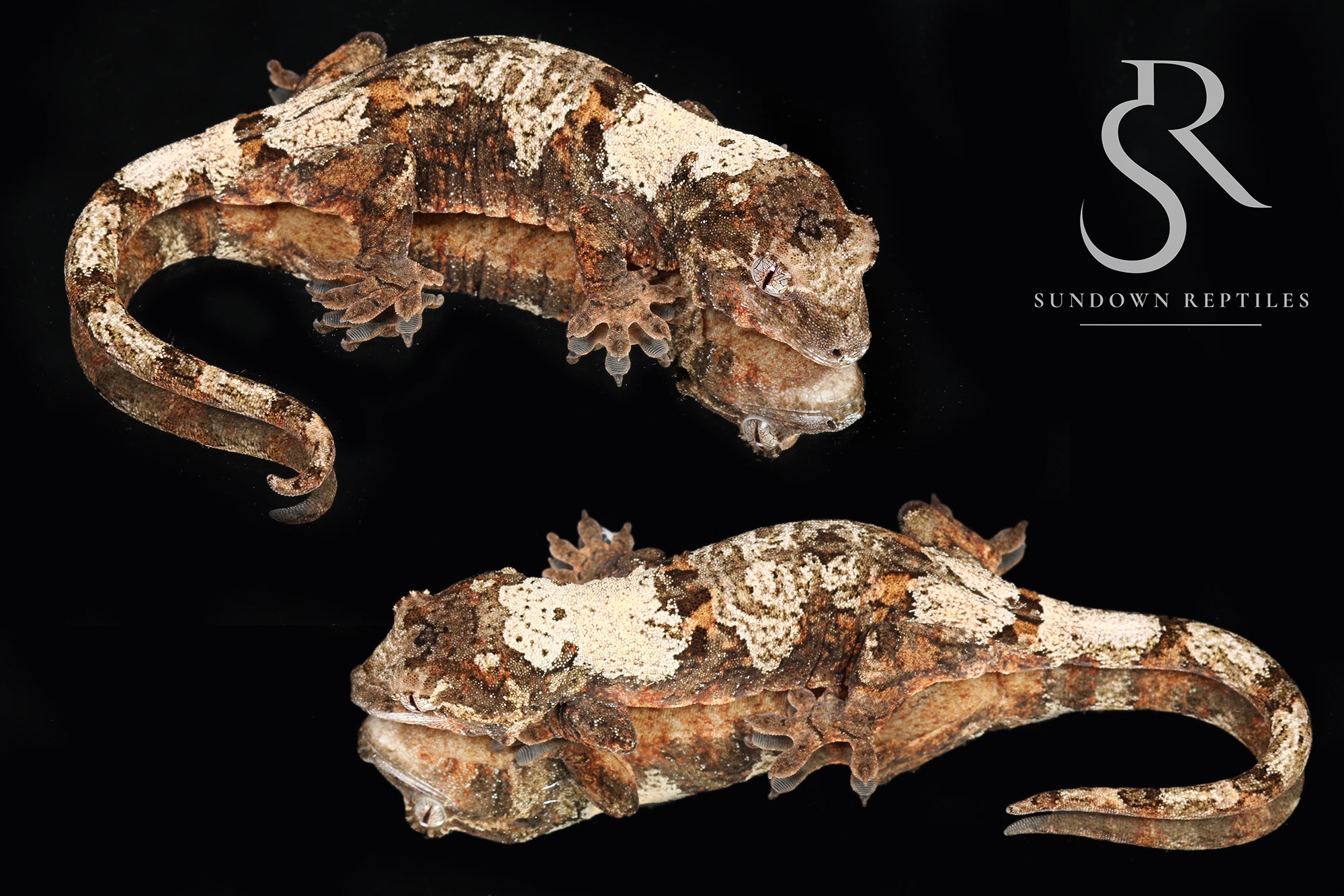 Female PI M. chahoua - (Laelia x The Source)