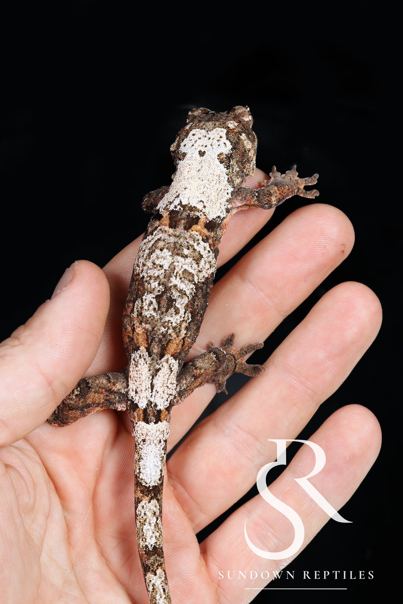 Female PI M. chahoua - (Laelia x The Source)