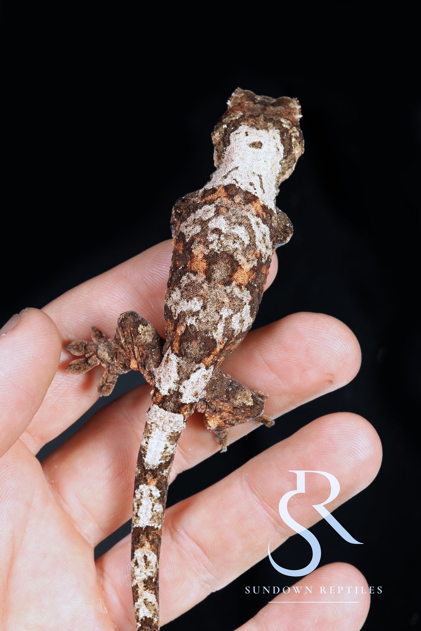 MC11 Male PI M. chahoua - Labyrinth x Skyy