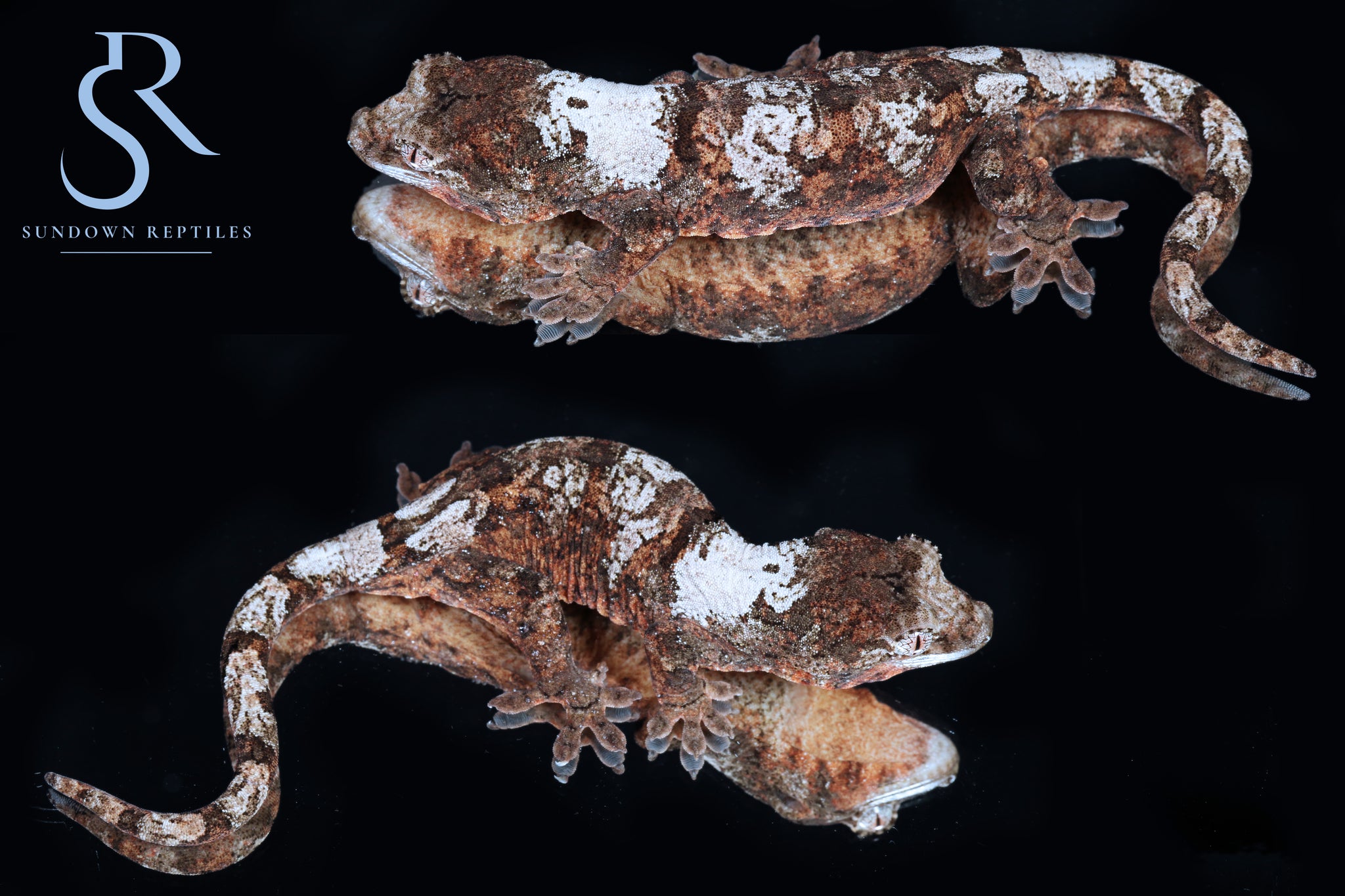 Female PI M. chahoua - Labyrinth x Skyy