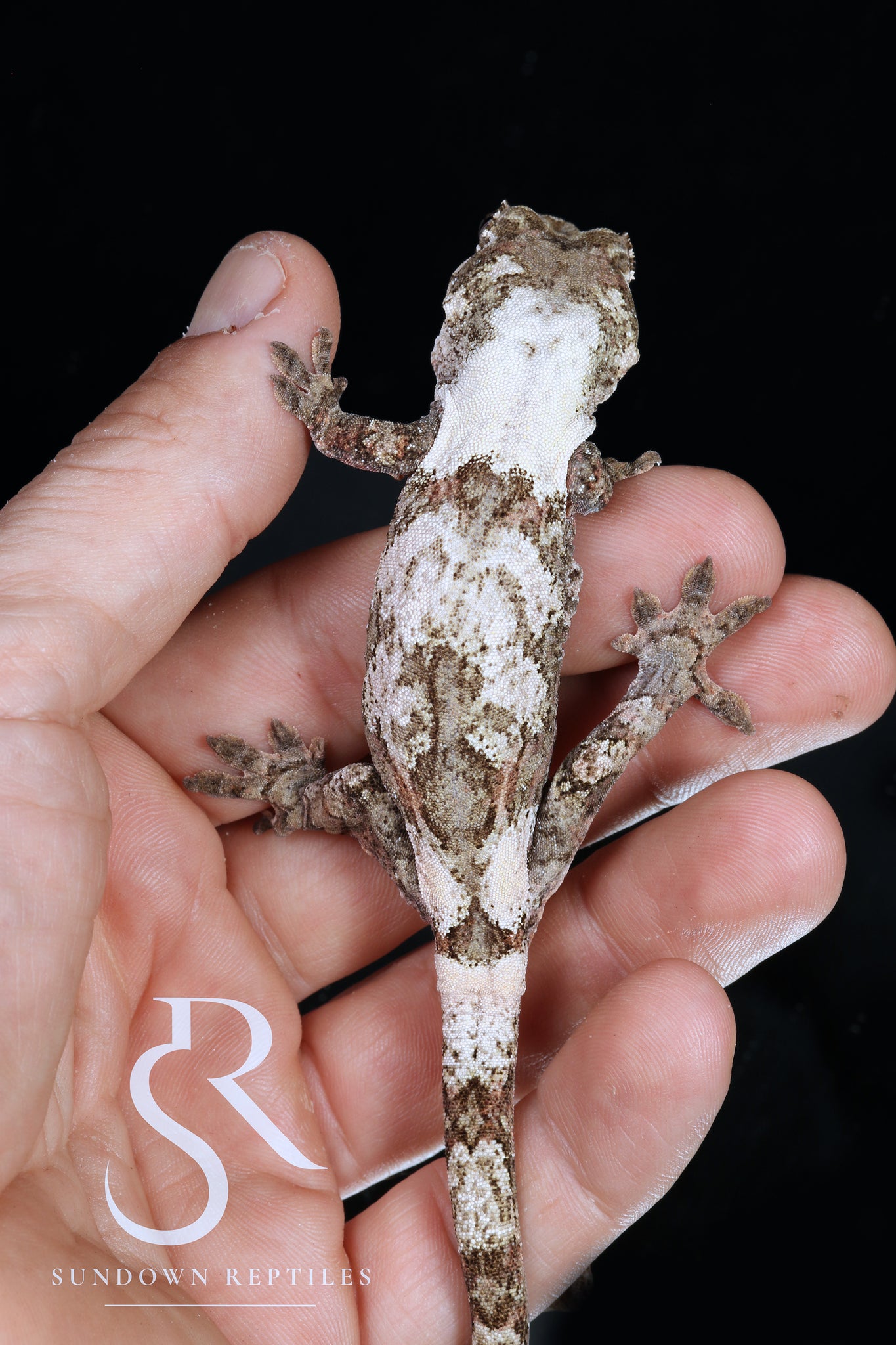 MC24 Holdback release  PI M. chahoua - Joyride x Sundown