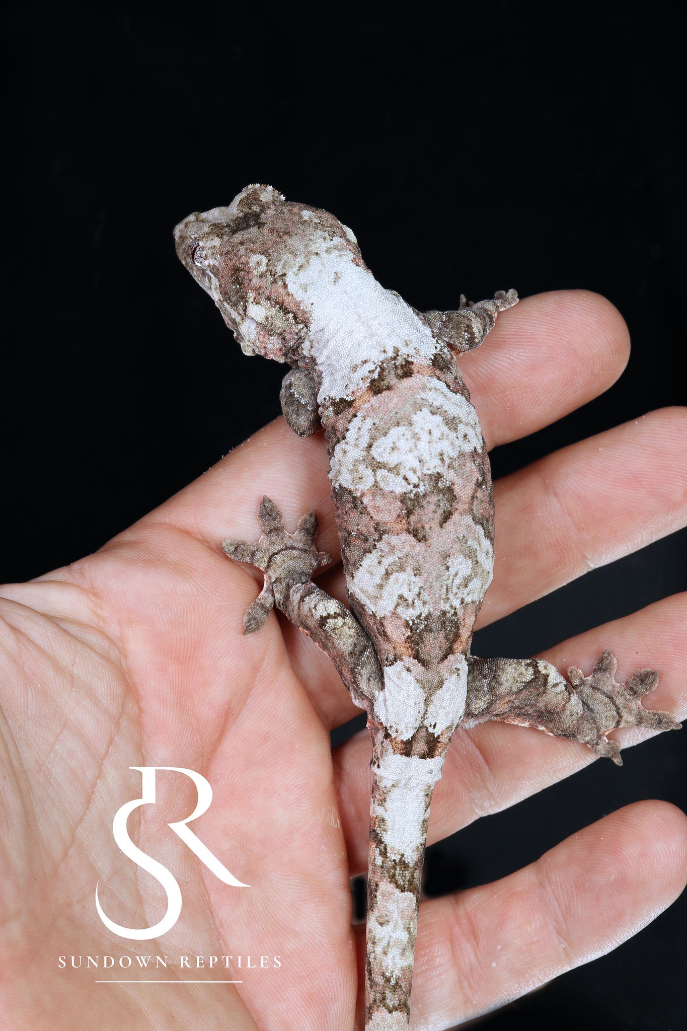 Female PI M. chahoua - (Vader x Lotus)