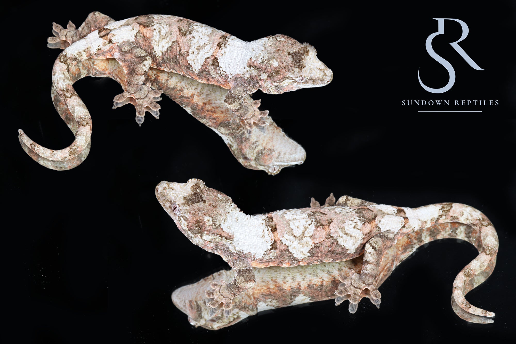 Female PI M. chahoua - (Vader x Lotus)