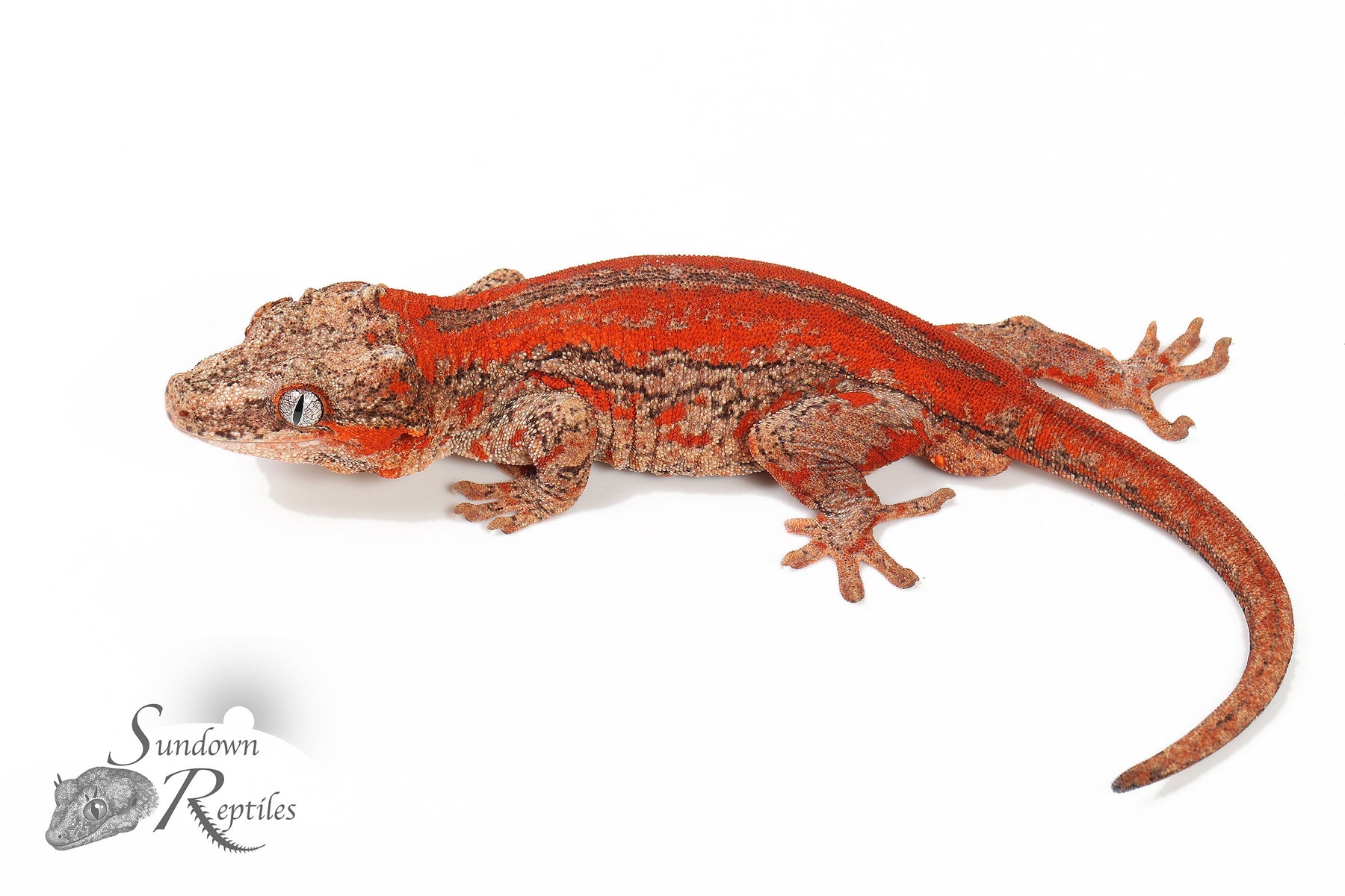 Gargoyle Gecko - Female Red Six Stripe (Spice x SS) RA20 - Sundown Reptiles