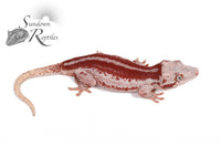 Gargoyle Gecko - Female Red Six Stripe (Spice x SS) RA20 - Sundown Reptiles