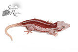 Female Red Super-Stripe - (Spice x SS)