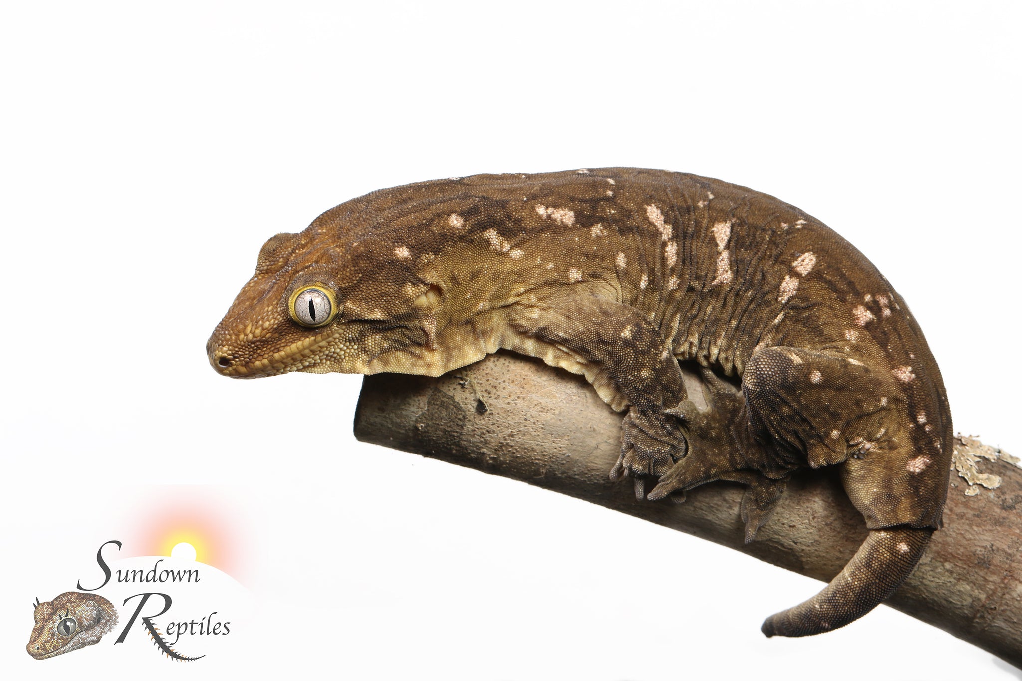 Unsexed GT Friedel Mt. Khogis x A/MK/MCDK Leachianus