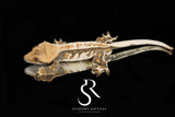 Crested Gecko - RTB Female (Julix x Slick Rick) CC52