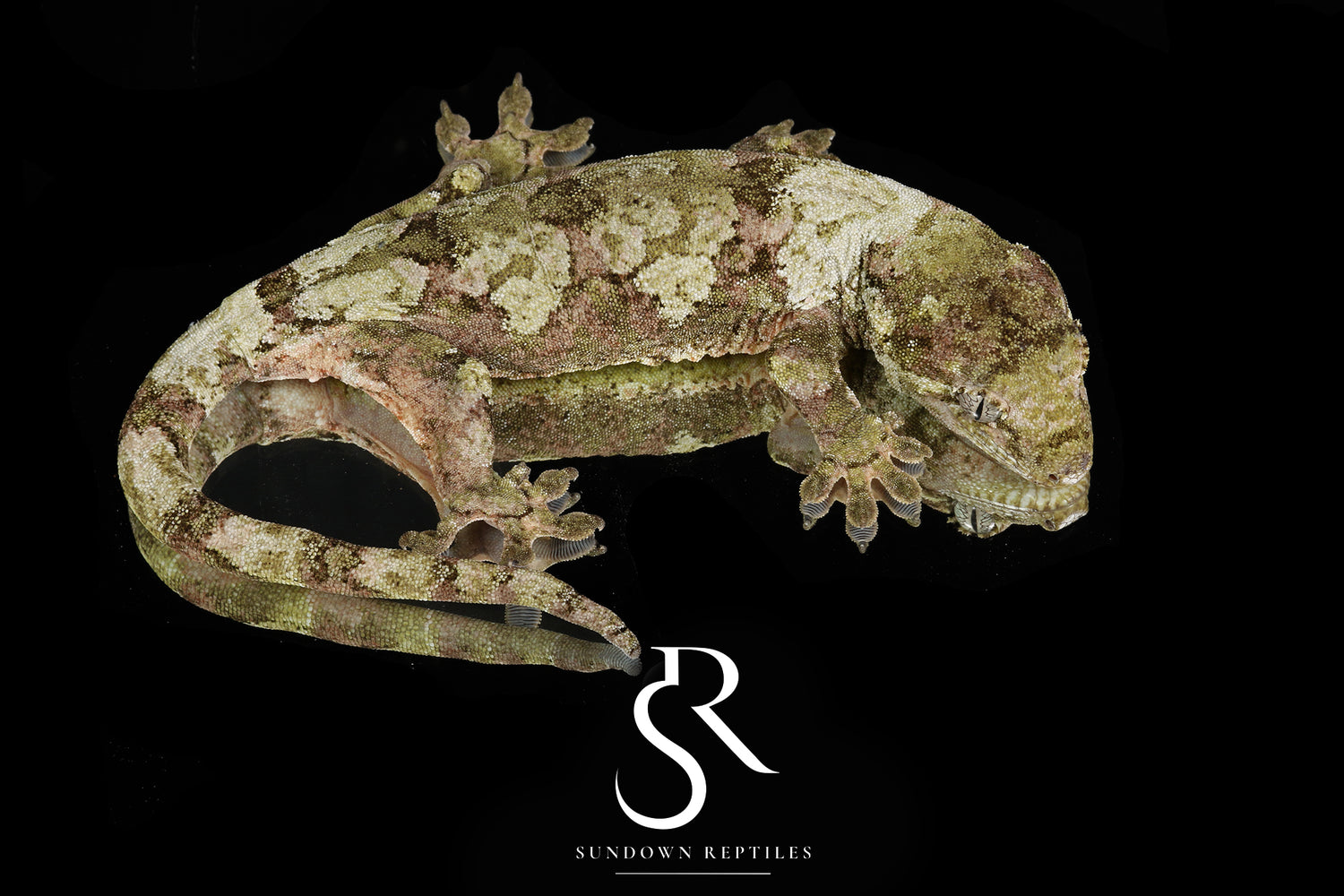 Ambrosia - Sundown Reptiles