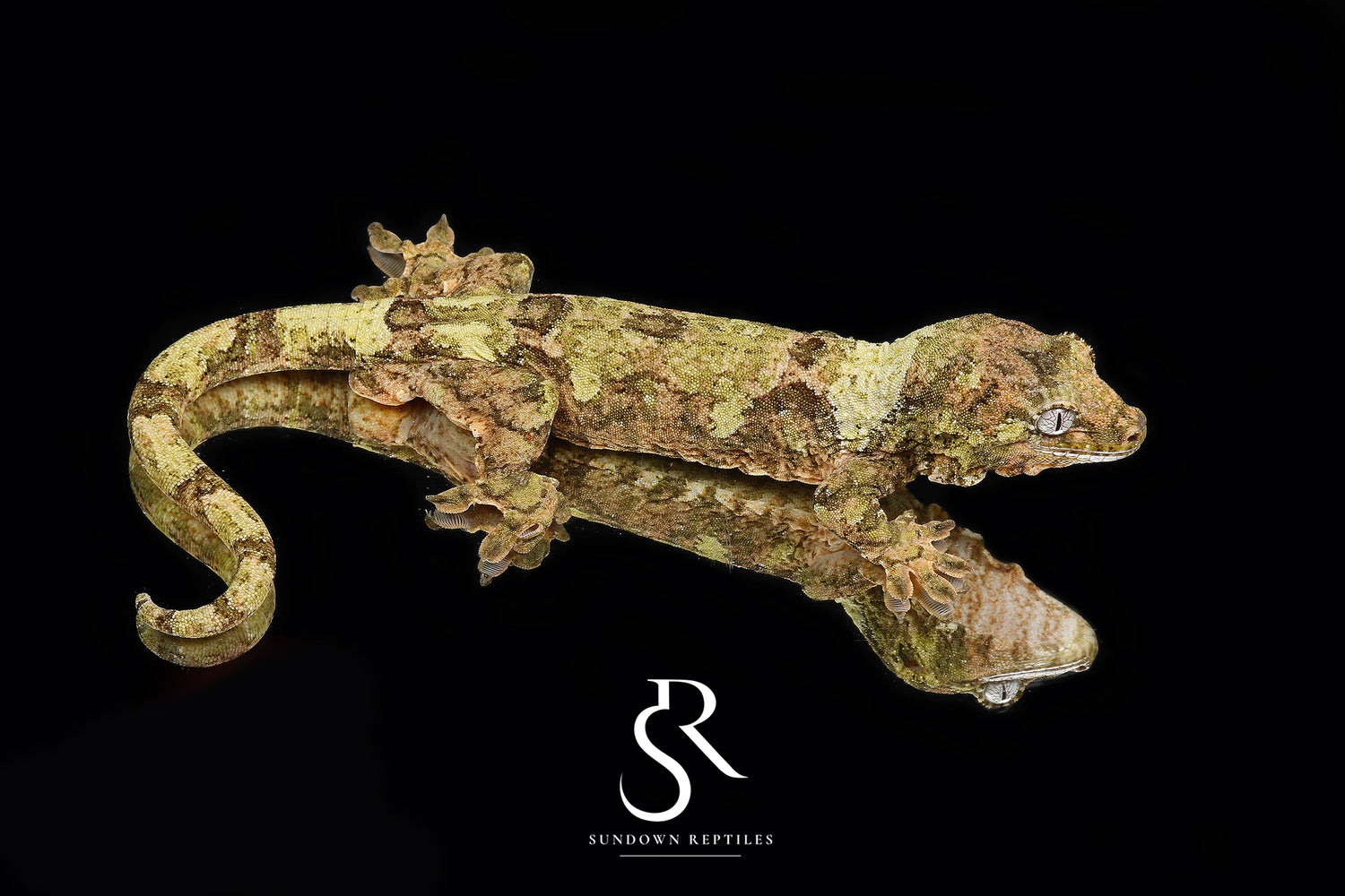 Eclipse - Sundown Reptiles