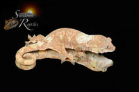 Pine Island Chahoua - Probable male (Formula 1 x Queztal) MC2025-135 - Sundown Reptiles