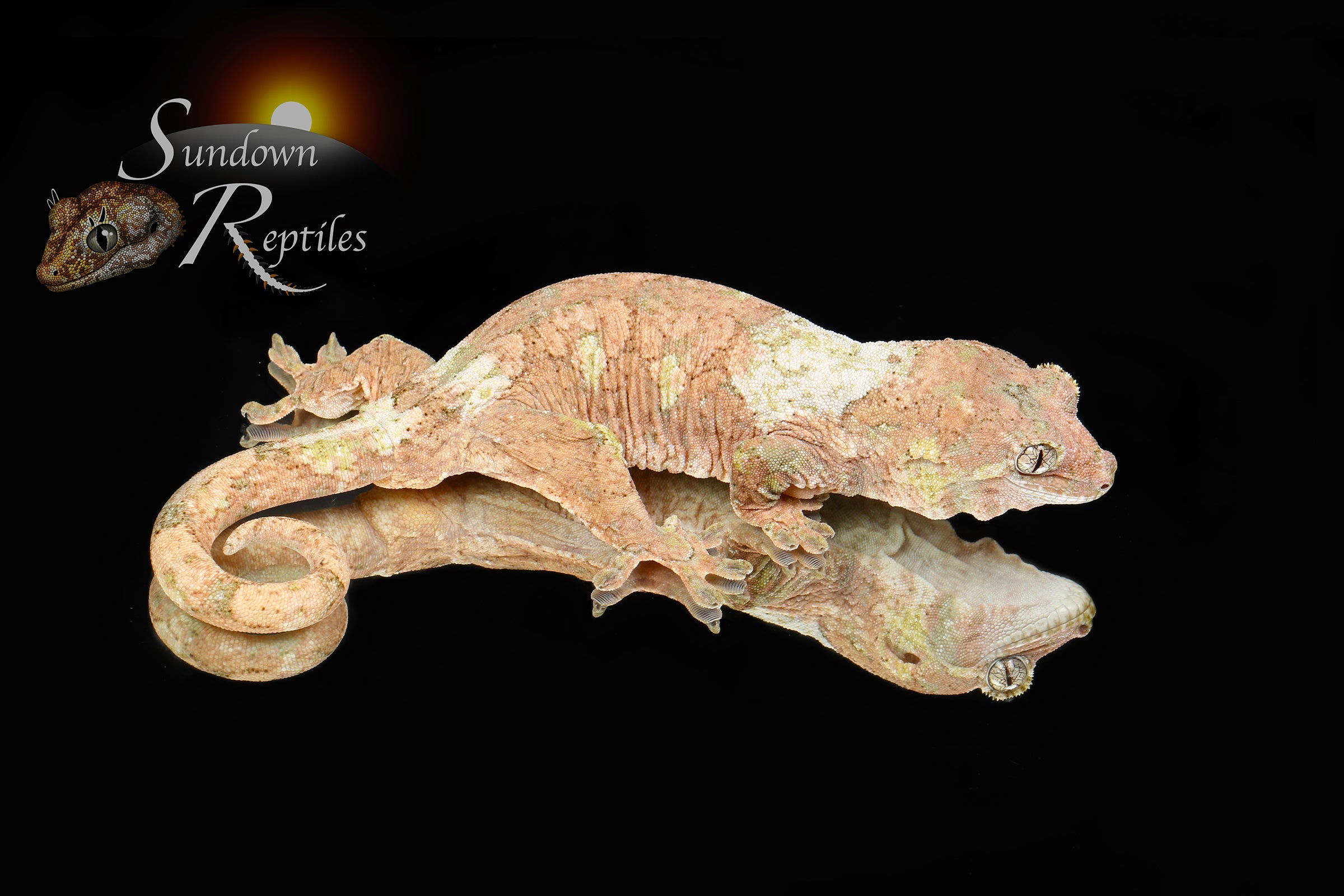 Pine Island Chahoua - Probable male (Formula 1 x Queztal) MC2025-135 - Sundown Reptiles