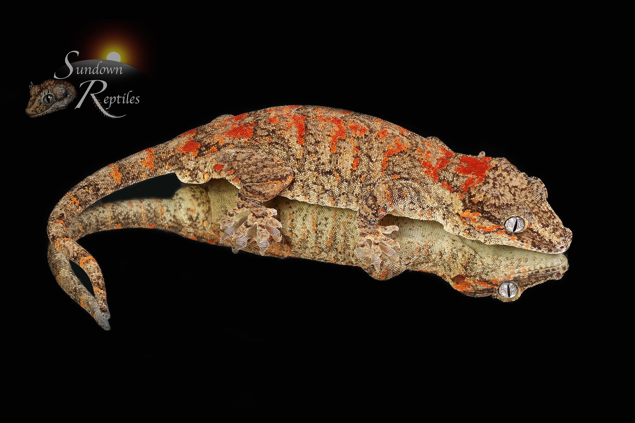 Female Red/Orange Blotch - (Jrus x Fire Palm)