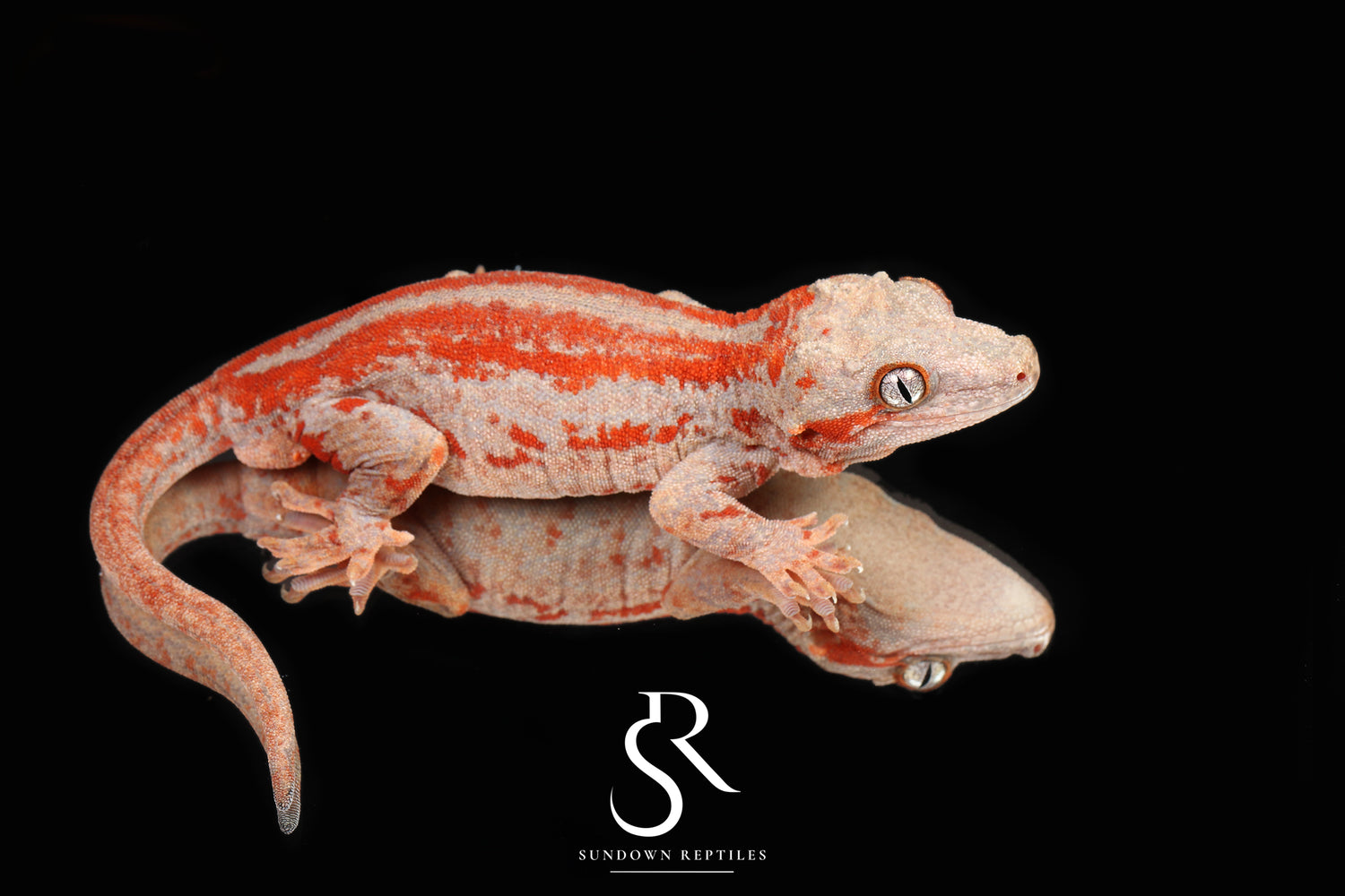 Spice - Sundown Reptiles
