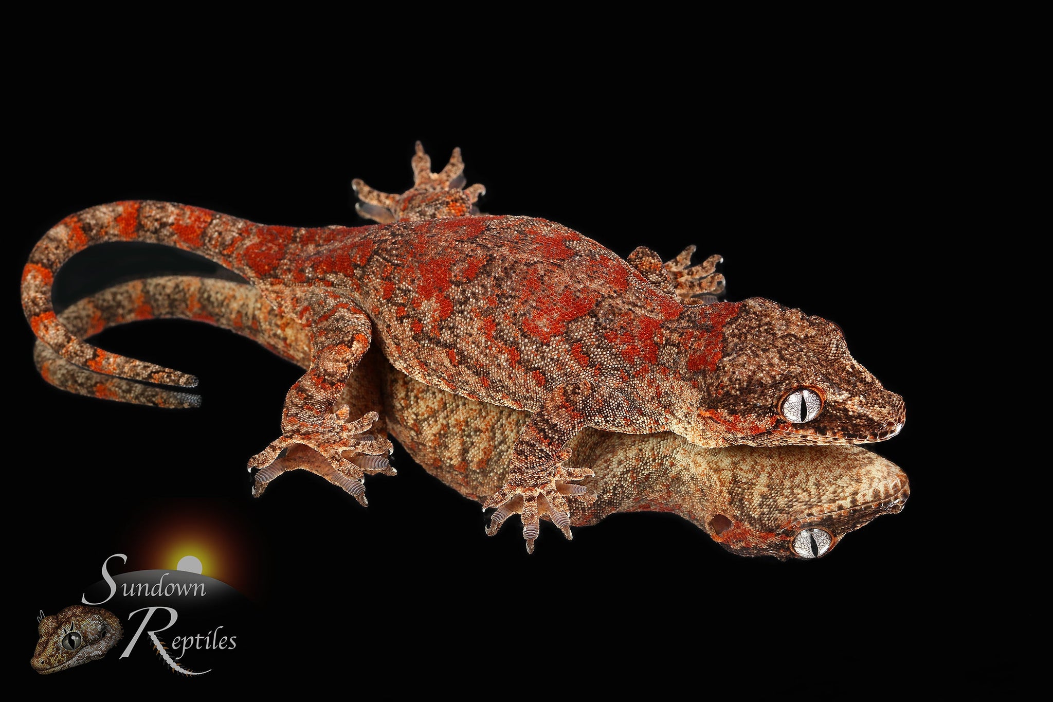 Subadult Blotch female #2 - Jru x Willow