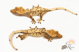 Poss female - (Kacky Lacky x Sweetgum)