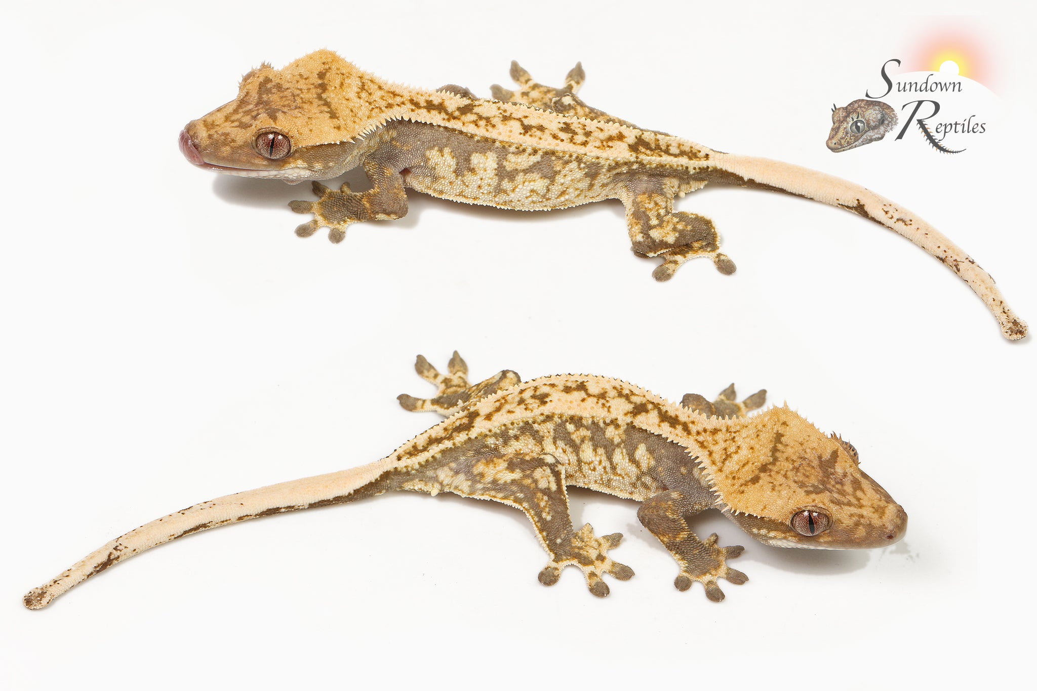 Male X-tra x Sweetgum