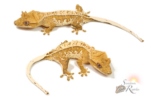 Male - Namibia x Jigsaw