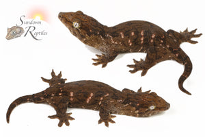 Female GT Red Bar x GT PDV CAMK - Possible Het Melanistic