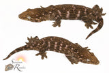 Female GT Purple Bar C/A x C/A/MK