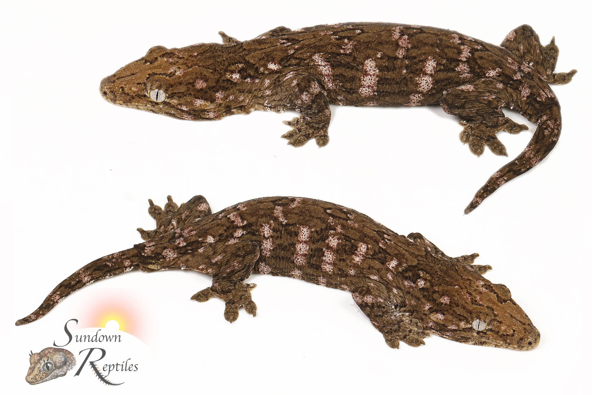 Female GT Purple Bar C/A x C/A/MK