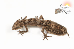 Unsexed Rough-Throated Leaf-Tailed Gecko (Saltuarius salebrosus)