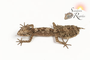 Unsexed Rough-Throated Leaf-Tailed Gecko (Saltuarius salebrosus)