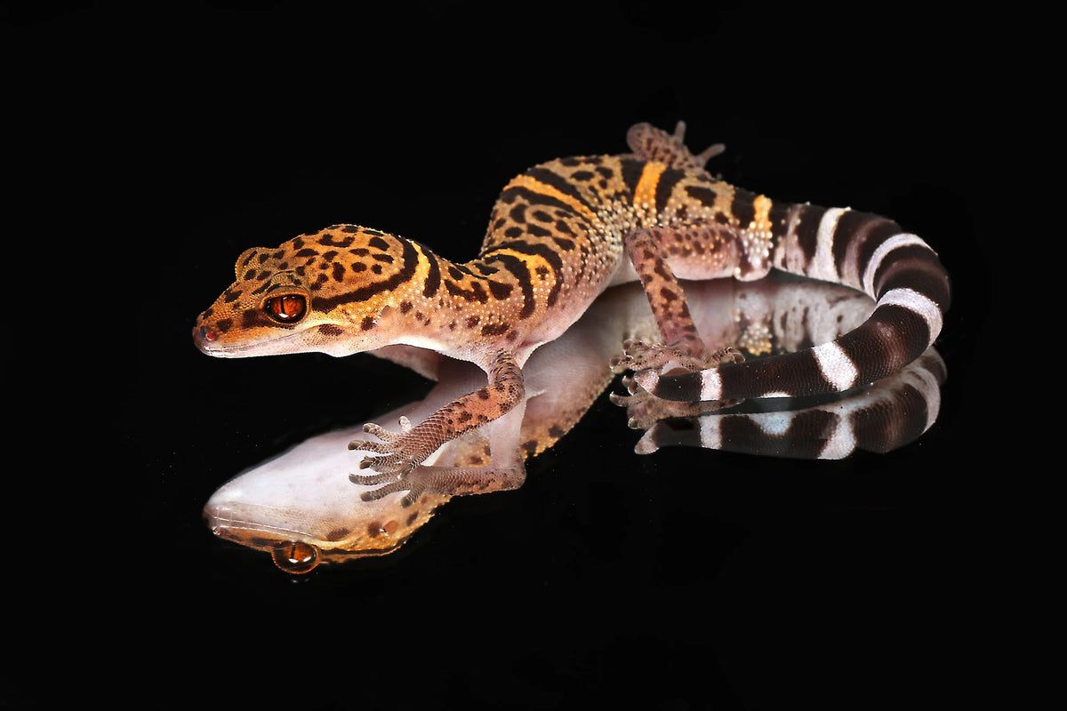 Chinese Cave Gecko - Sundown Reptiles