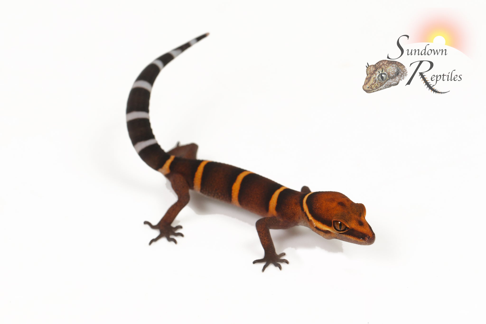Unsexed Chinese Cave Gecko (Goniurosaurus bawanglingensis)
